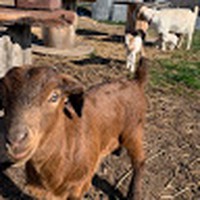 Profile Picture of Larry And Ariel And Clemens (@larry-and-ariel-and-clemens) on Quora