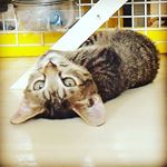 Aaron  Cheng - Instagram Profile Picture of Aaron  Cheng (@aaronaventor) on Instagram