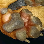 Profile Picture of Daniel Waskow (@danielwaskow397) on Youtube