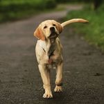 Profile Picture of Charlie - The Super Star😎 (@charlie_thesuperstar) on Instagram