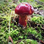 Profile Picture of Michael Ryan (@chefmikeryan) on Instagram