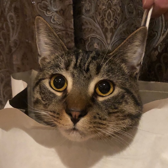 Profile Picture of Lokyan Leung-silva (@lokyansilva) on Poshmark