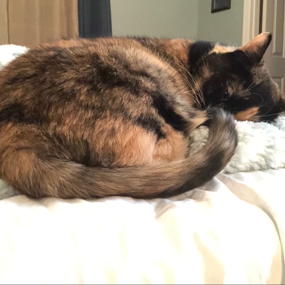 Profile Picture of Hayley Woolcott (@loveflyingpigs) on Poshmark