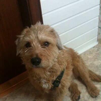 Profile Picture of Christopher Pfeiffer (@christopherpfei) on Twitter