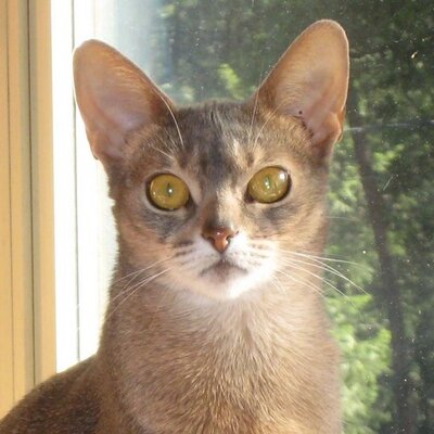 Profile Picture of Tom Milam (@Ninamyte) on Twitter