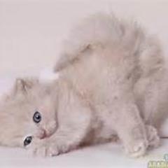 Profile Picture of Emanawad (@eman_awad86) on Twitter