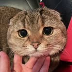 Profile Picture of Tara Andrews (@Tara-Andrews) on Facebook