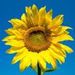 Profile Picture of Allison Hixon (@ahixon2010) on Pinterest