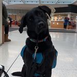 Profile Picture of Peter Parker Hostetter (@peterparker.servicedoggo) on Instagram