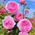 Profile Picture of Kevin Coreas (@Kevin-Coreas) on Facebook