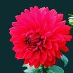 Profile Picture of 🌹🌹💔🌹🌹 (@payel__patel___) on Instagram