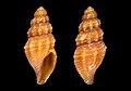 Profile Picture of Sorgenfreispira ardoviniion Wikipedia