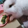 Profile Picture of Bachicha 😻 (@bachicha_803) on Tiktok