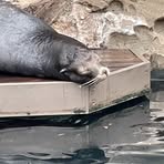 Profile Picture of Thomas Zhao (@Bojimanxd) on Facebook