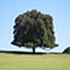 big ass tree - Flickr Profile Picture of big ass tree (@aratherlargetree11) on Flickr