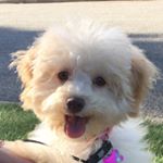 Profile Picture of Nala Gjieli (@nalanugget) on Instagram