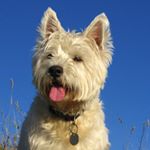 Profile Picture of Derek Tait (@way_out_westie) on Instagram
