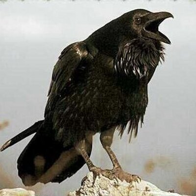 Profile Picture of Sofia Smith سهى (@SmithSofia) on Twitter