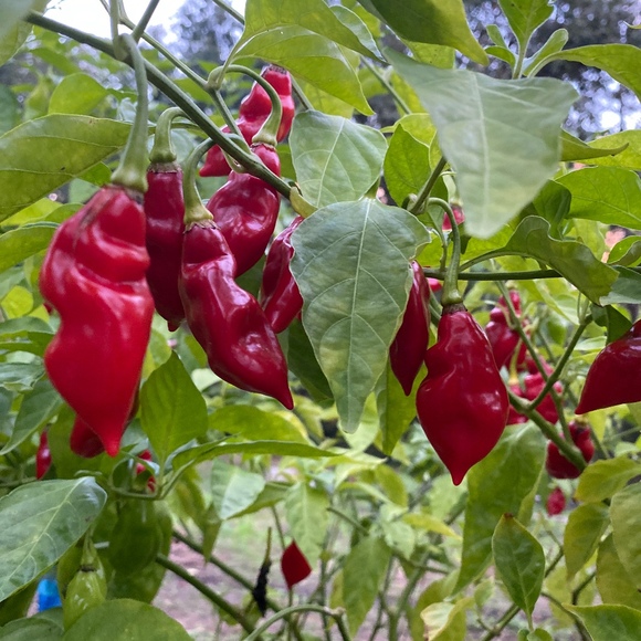 Profile Picture of Mia Millian (@miamillian) on Poshmark