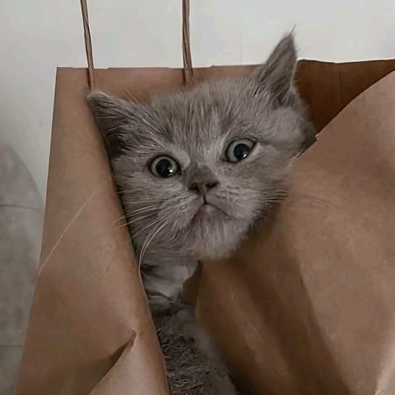 Profile Picture of джер (@jeremynyer) on Tiktok