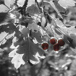 Profile Picture of Ian Kelly (@iankelly560) on Flickr