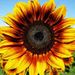 Profile Picture of Alexa Cavazos (@ac0302812) on Pinterest