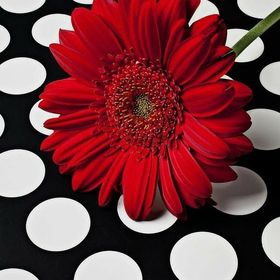 paula wallis - Pinterest Profile Picture of paula wallis (@jasperwallis201) on Pinterest