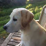 Tracy J Taberham - Instagram Profile Picture of Tracy J Taberham (@tracyjtaberham) on Instagram