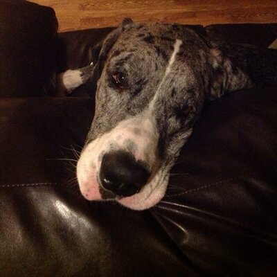 Profile Picture of Maureen Sanders (@Army79T) on Twitter