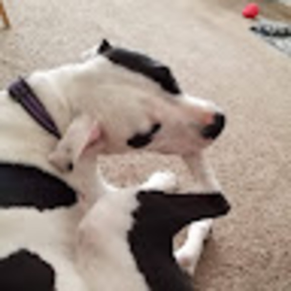 Profile Picture of Joshua Campos (@joshnc) on Poshmark