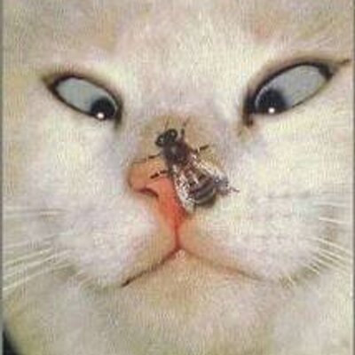 Profile Picture of Josephine Ann Hinkle (@Purplesaurs_Rex) on Twitter