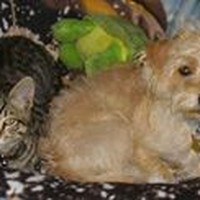 Profile Picture of Dennis Emanuele (@dennis-emanuele) on Quora