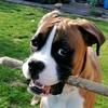 Profile Picture of Colin Wright (@@bella_the_boxer) on Tiktok