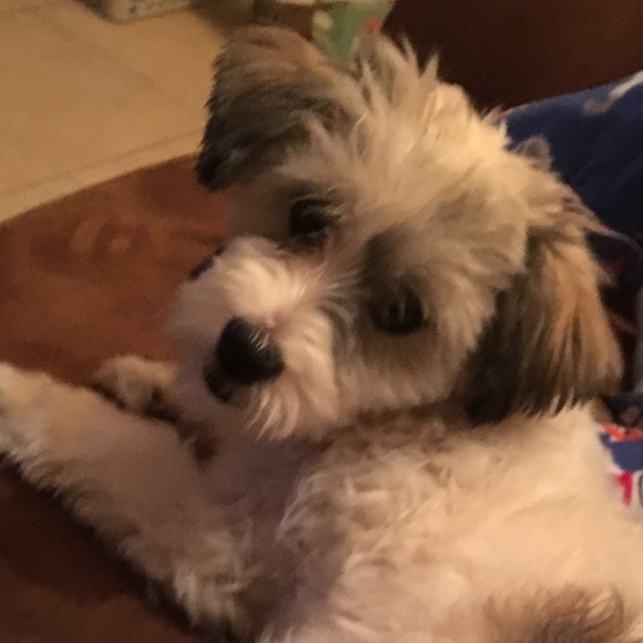 Profile Picture of Nella Kapahu (@plumeria_flower) on Poshmark