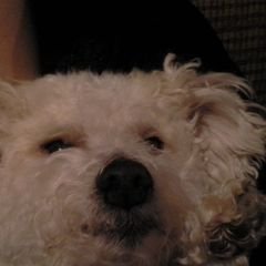 Profile Picture of Vincent Barlow (@vince3489) on Twitter