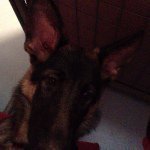 Bobby Capone - Instagram Profile Picture of Bobby Capone (@bobwashere123) on Instagram