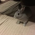 Profile Picture of あかむ (@akamu) on Instagram