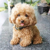 Profile Picture of Shulamis Verschleisser (@shulamis-verschleisser) on Quora