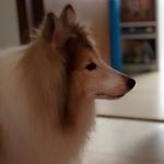 Profile Picture of Alex Kwan (@alex.kwan.54) on Instagram