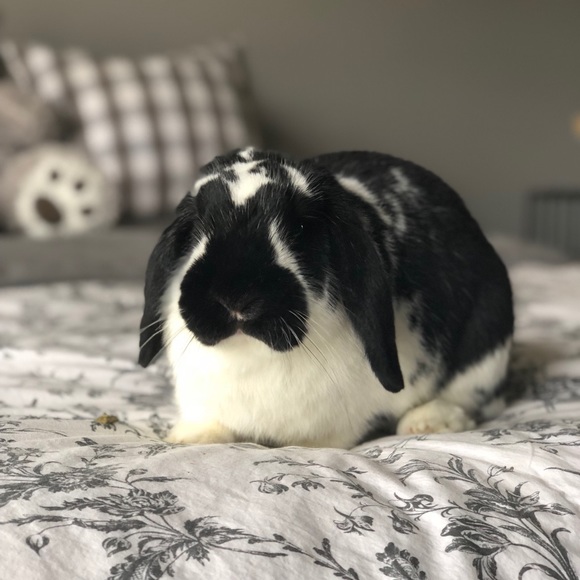 Profile Picture of Zoey Kelly (@zoeykelly0829) on Poshmark