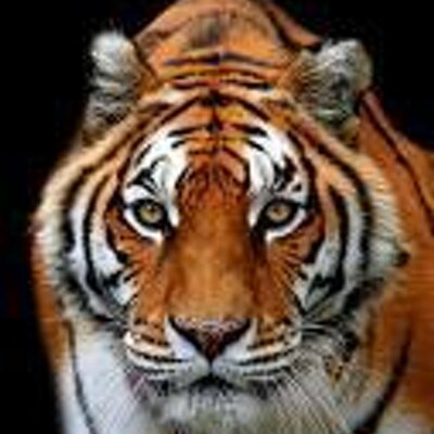 Profile Picture of Matthew Bergeron (@Hooked_Matt497) on Twitter