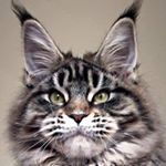 Profile Picture of Osvaldo Sanchez (@xiliam_maine_coon) on Instagram