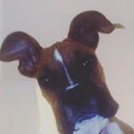 Profile Picture of Piper Noel (@impipernoel) on Instagram