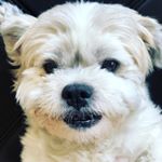 Profile Picture of bradley_sweetboy (@bradley_sweetboy) on Instagram
