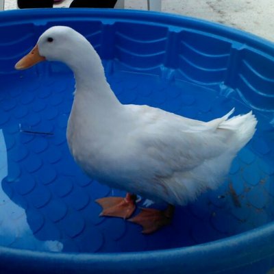 Profile Picture of Abraham Resendiz (@orion72341875) on Twitter