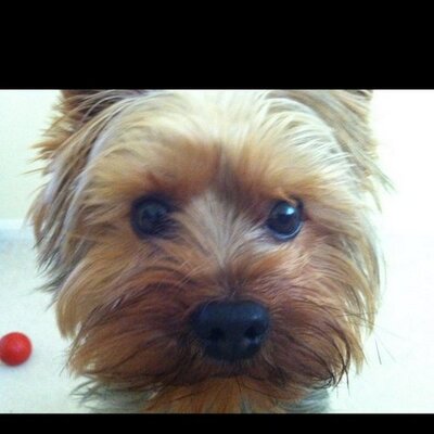 Profile Picture of Amanda Cordy (@mandydix123) on Twitter
