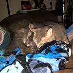 Profile Picture of Misty Gilbert (@mistyrgilbert) on Instagram