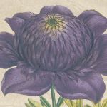 Mitchell & Company Designs and Events - Pinterest Profile Picture of Mitchell & Company Designs and Events (@designs81) on Pinterest