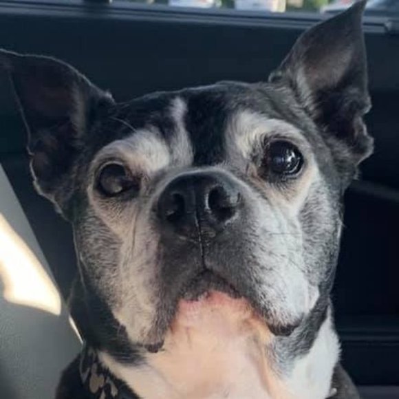 Profile Picture of Kim Pickering (@kim_pickering) on Poshmark