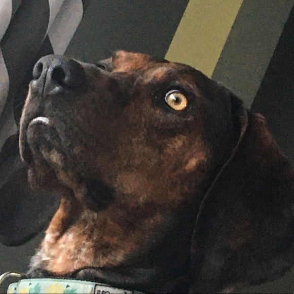 Profile Picture of Kayla Koteles (@kaylakoteles) on Poshmark